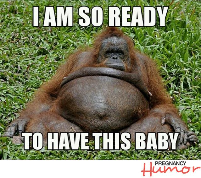 ___ Pregnancy Memes Featuring Animals - Page 2 of 10 - Pregnancy Humor.jpg